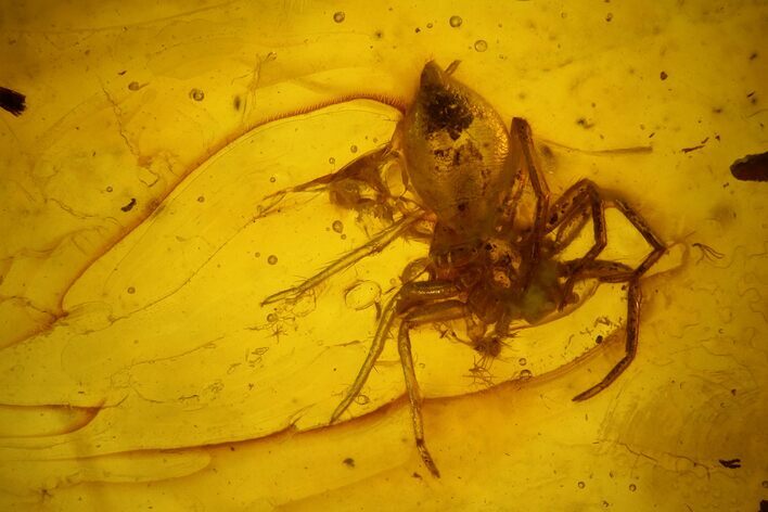 Detailed Fossil Spider (Araneae) in Baltic Amber #142210